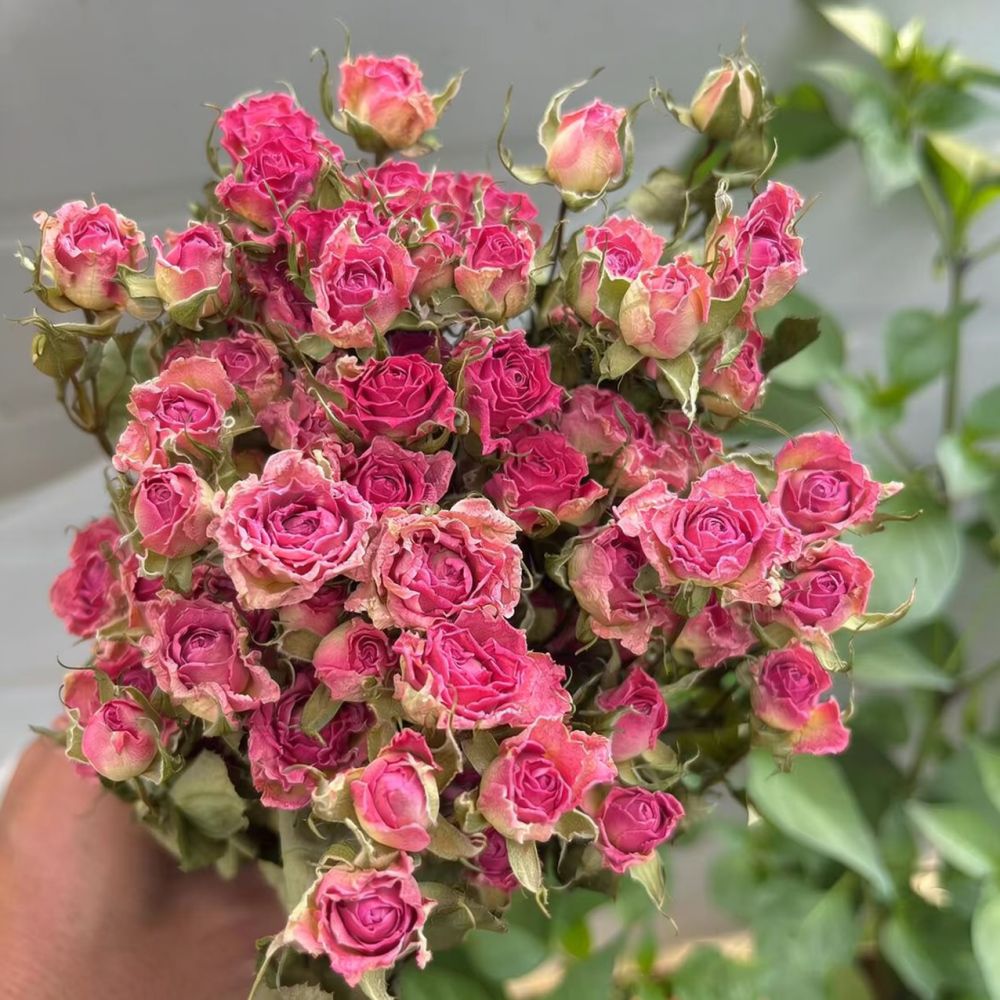 자연 건조된 버블 로즈 꽃다발, 레진 주얼리 제작, 스 - Resin Art Rose 리뷰 및 가격